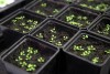 Kỹ thuật “hệ gen” của vi sinh gốc rễ cải thiện tăng trưởng thực vật