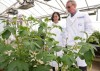 Khoai tây chuyển gen kháng bệnh mốc sương được trồng khảo nghiệm tại Anh
