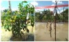 Ghép cà chua ở Đông Nam Á: Một kỹ thuật hữu ích cho sản xuất cà chua vào mùa mưa