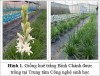 Quy trình kỹ thuật trồng và chăm sóc hoa huệ trắng Bình Chánh (Polianthes tuberosa L.) trong nhà lưới có tưới nhỏ giọt
